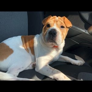 Meet your Posher, Bella